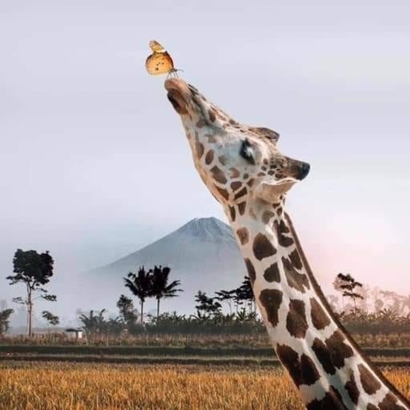 giraffelady